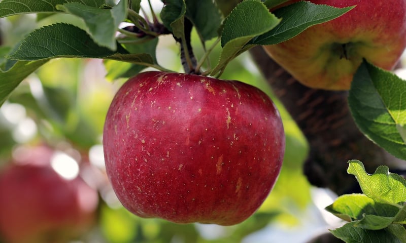 Fresh apples
