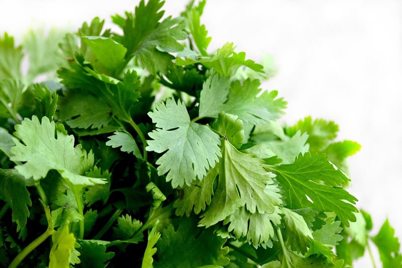 Cilantro Leaves